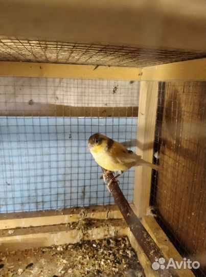 Самцы канареек