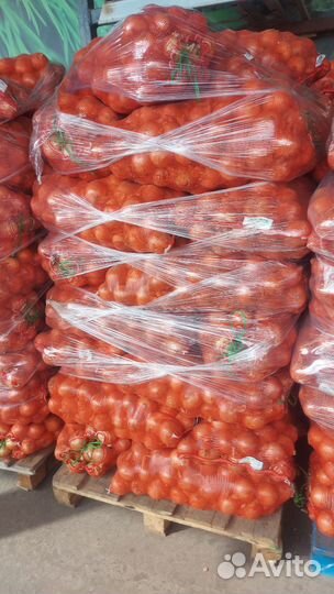 Лук репчатый. Опт и мелкий оптом