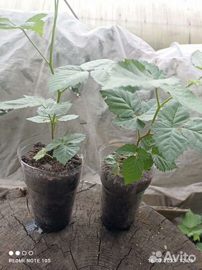 Ежевика бесшипная Натчез