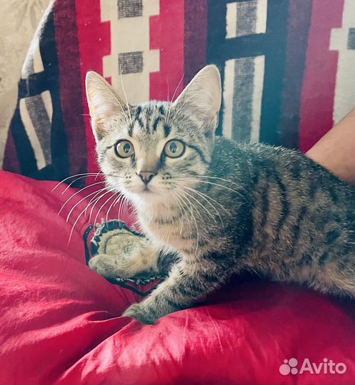 Котёнок мальчишка в добрые руки