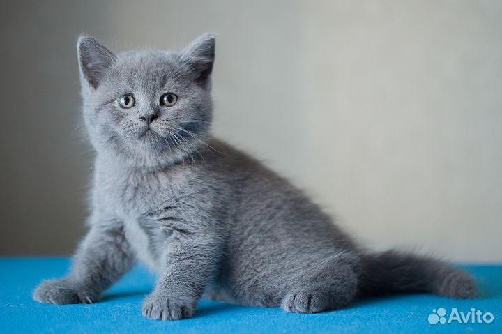 Теон британский котик от породистых родителей