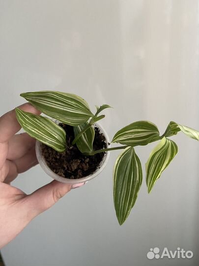 Традесканции