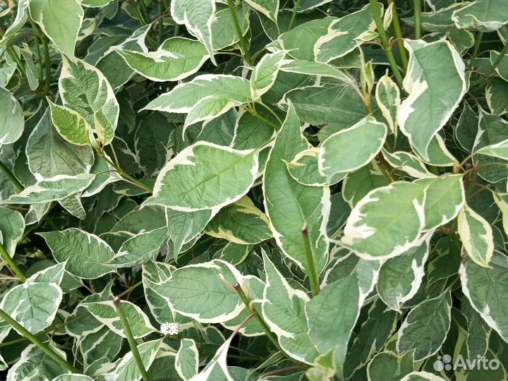 Дерен пестролистный