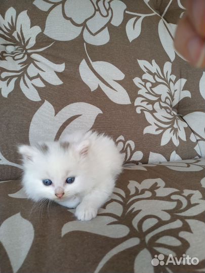 Котëнок в дар
