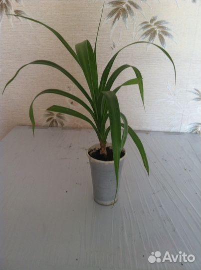 Цветы домашние продам