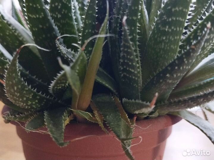 Суккулент хавортия