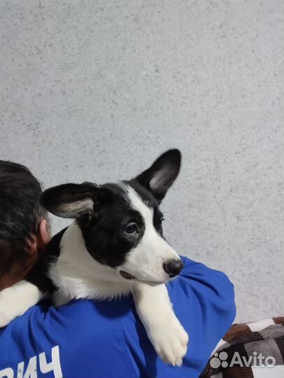 Щенки вельш-корги кардиган