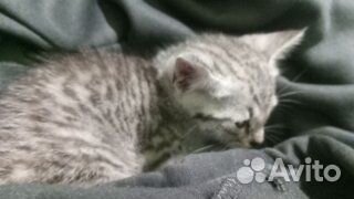 Отдам котенка