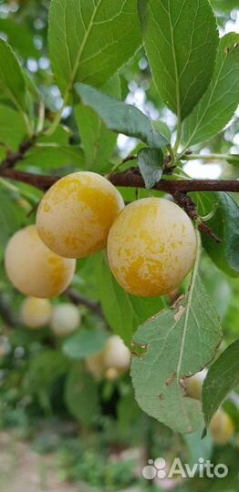 Саженцы плодовых деревьев и кустарников