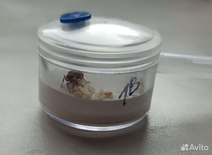 Муравьиная ферма с муравьями Lasius niger