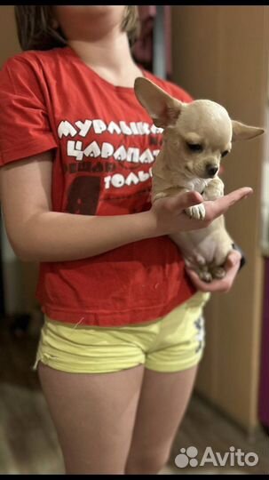 Любителям мелких пород