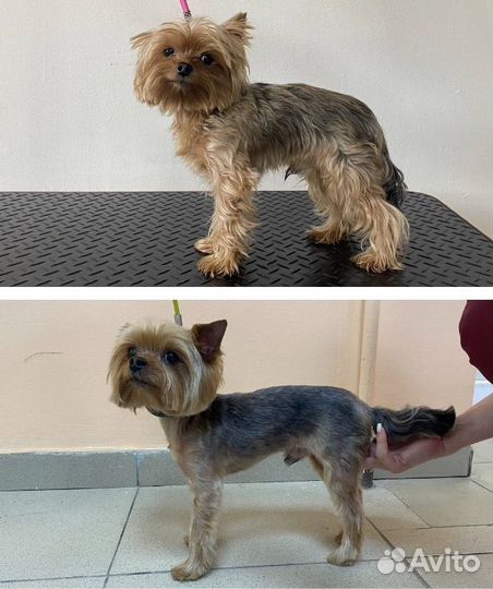 Уход за животными