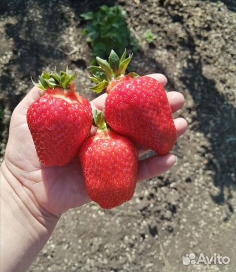 Рассада клубники