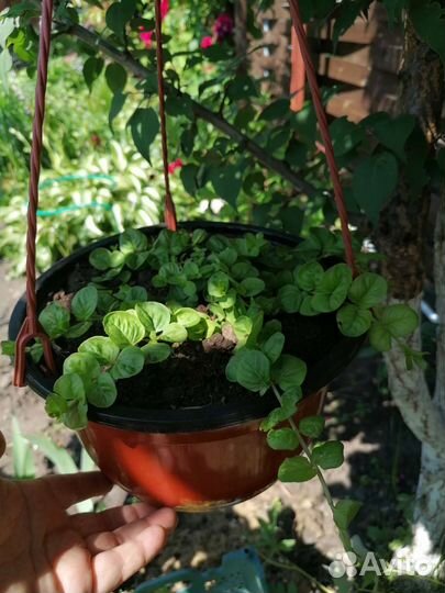 Вербейник монетчатый