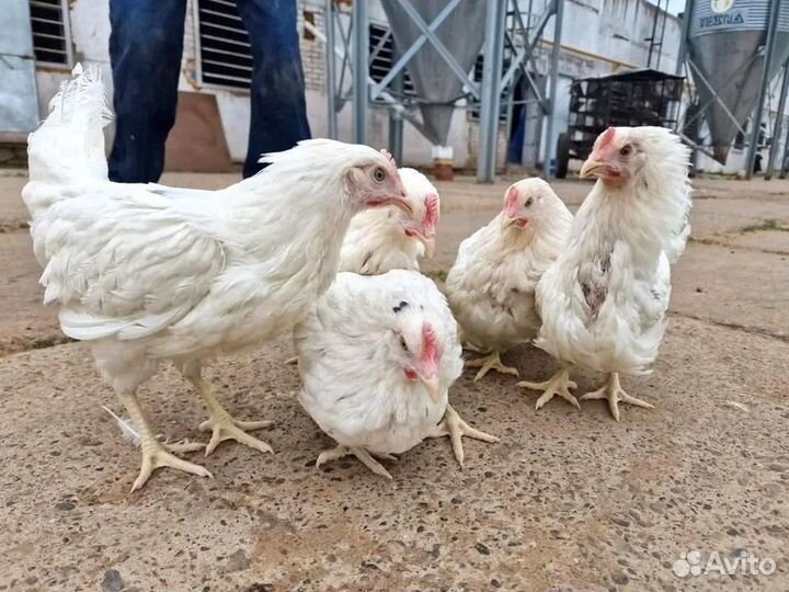 Куры несушки