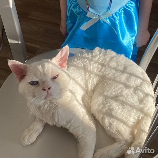 Кот девон-рекс