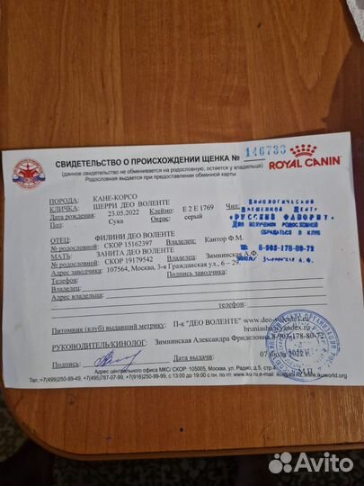 Кане Корсо девочка