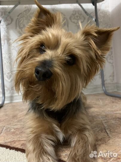 Йоркширский терьер вязка мальчик