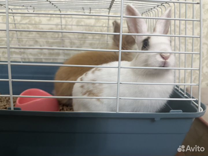 Декоративные кролики