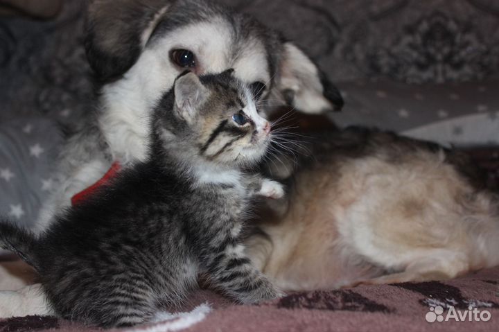 Маленький мальчик