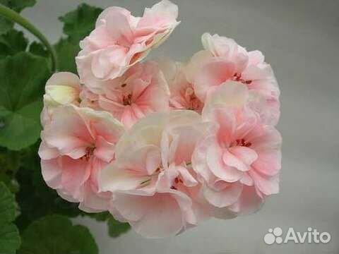 Пеларгонии сортовые