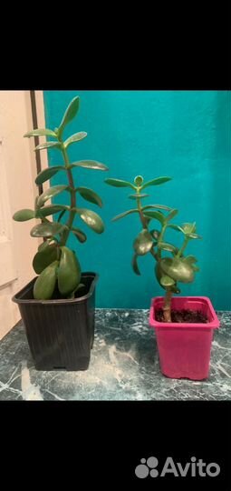 Толстянка денежное дерево