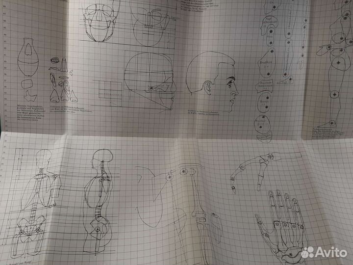 Анатомия для художников. Баммес