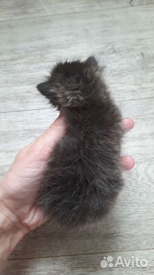Котики и кошечка