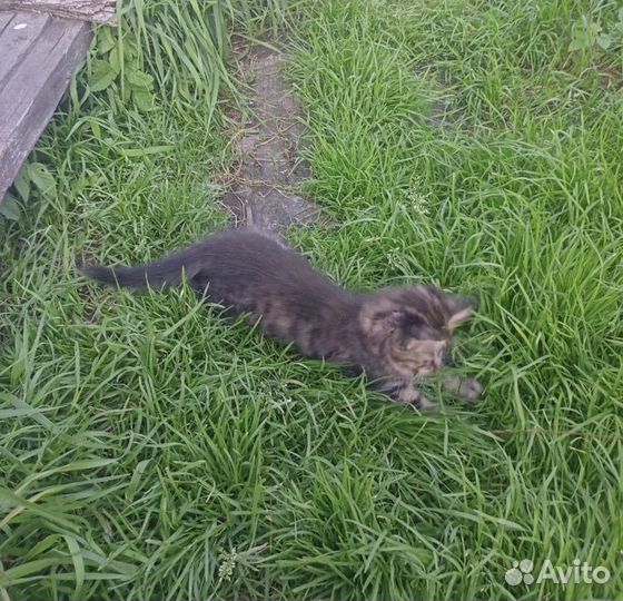 Котенок из деревни