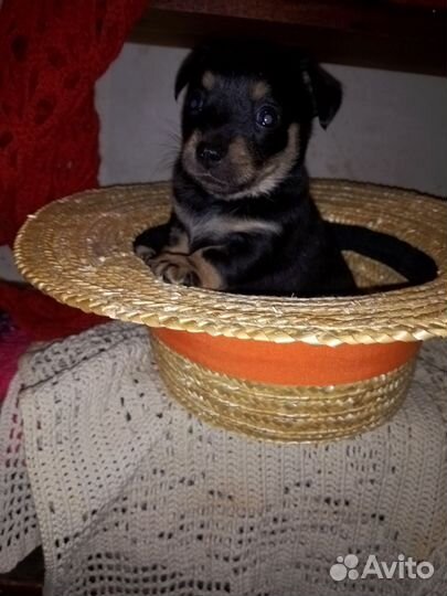 Милые щенки