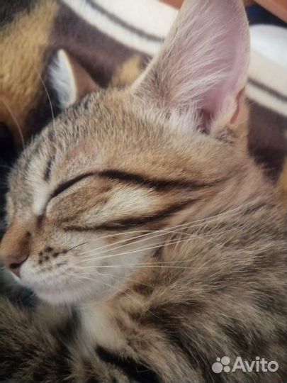 Котята в добрые руки бесплатно