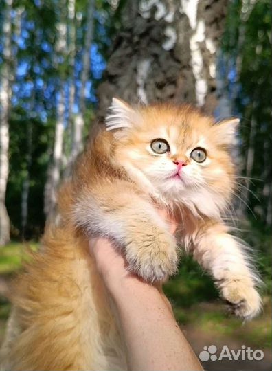 Золотая малышка