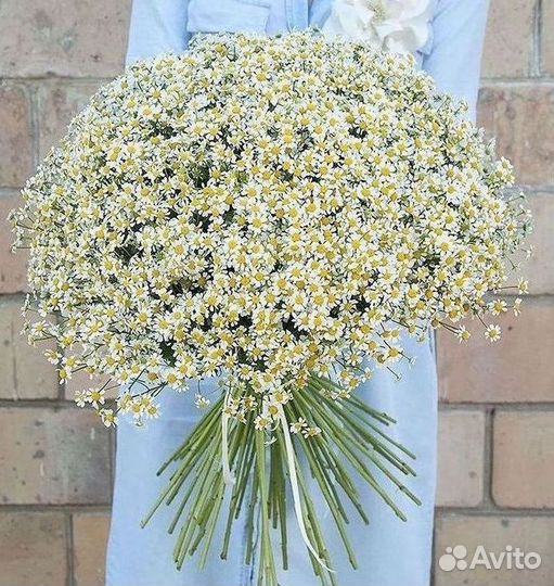 Цветы ромашки. Букеты ромашек. Цветы доставка