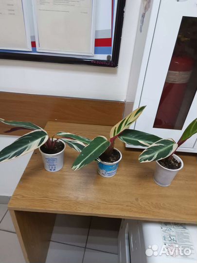 Строманта триколор