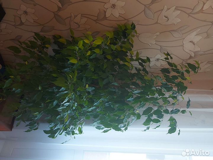 Фикус Голден кинг