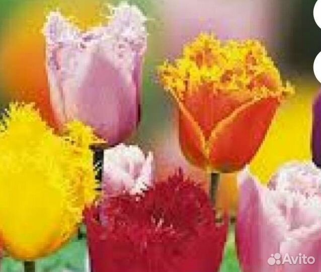 Луковицы тюльпанов