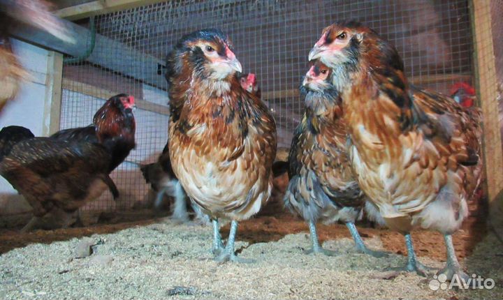 Инкубационное яйцо породной птицы