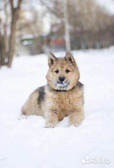 Щенок в добрые руки бесплатно