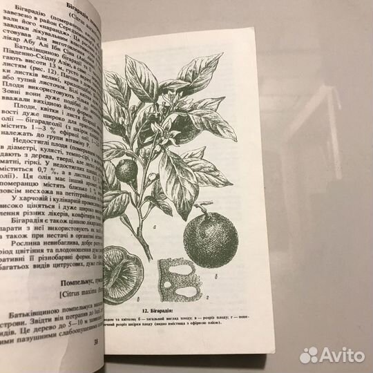 Сад на пiдвiконнi