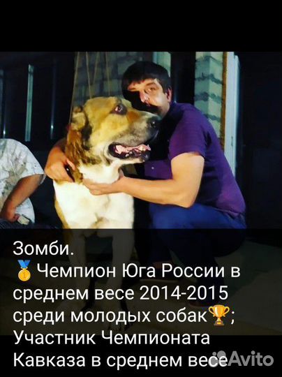 Домашние животные собаки Алабай