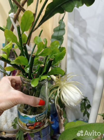 Комнатные цветы