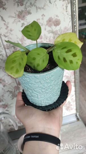 Маранта в горшочке