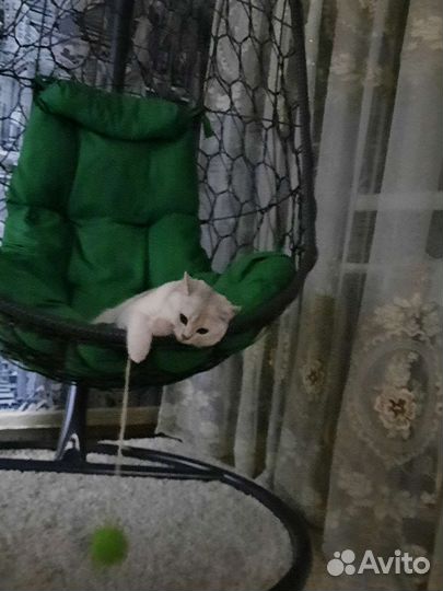 Кот для вязки. Британская Серебристая Шиншила