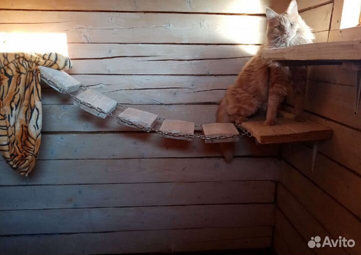 Гостиница для собак и кошек (передержке) зооняня