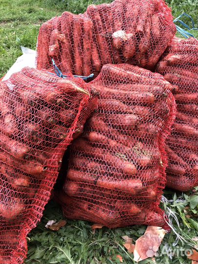 Картофель, бесплатная доставка 15 октября