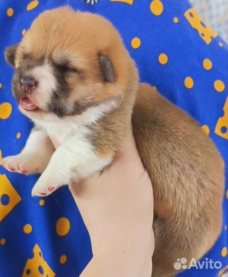 Вельш корги пемброк девочка на апрель