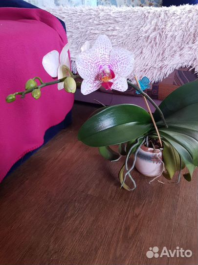 Орхидея фаленопсис, дендробиум нобиле