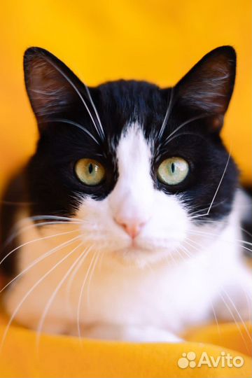 Кот из приюта в добрые руки