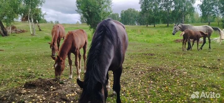 Кобылы с жеребятами