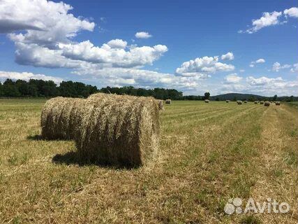 Продажа лугового сена